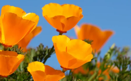orange poppies california