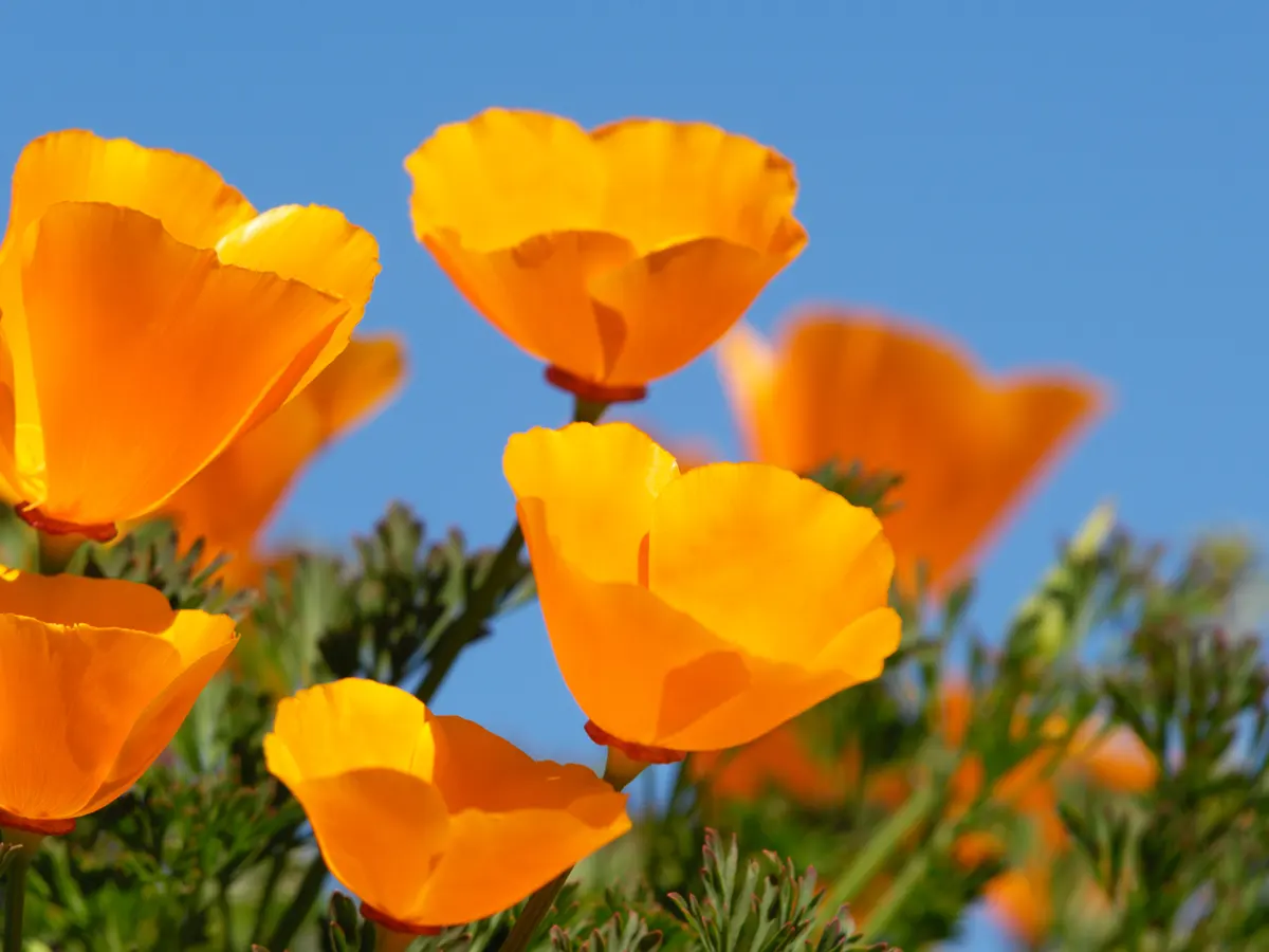 orange poppies california