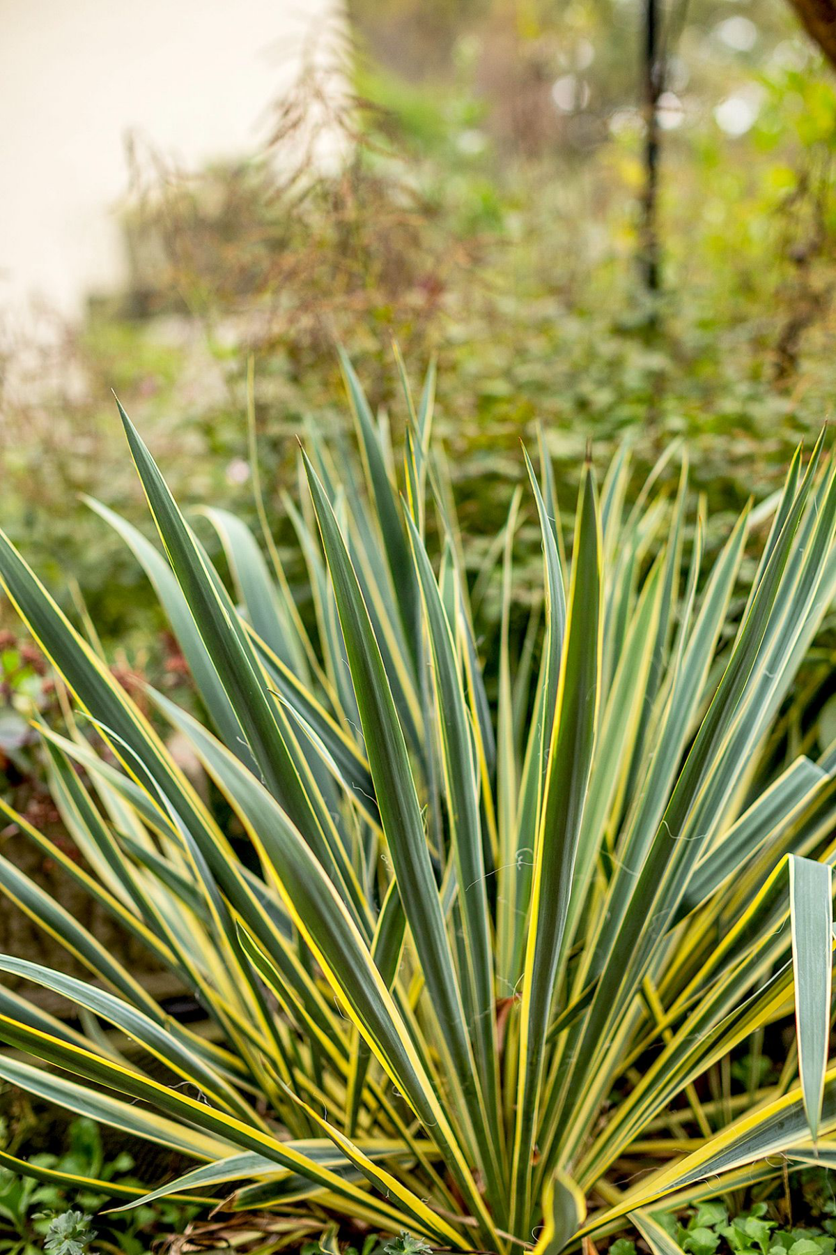 outdoor yucca plant