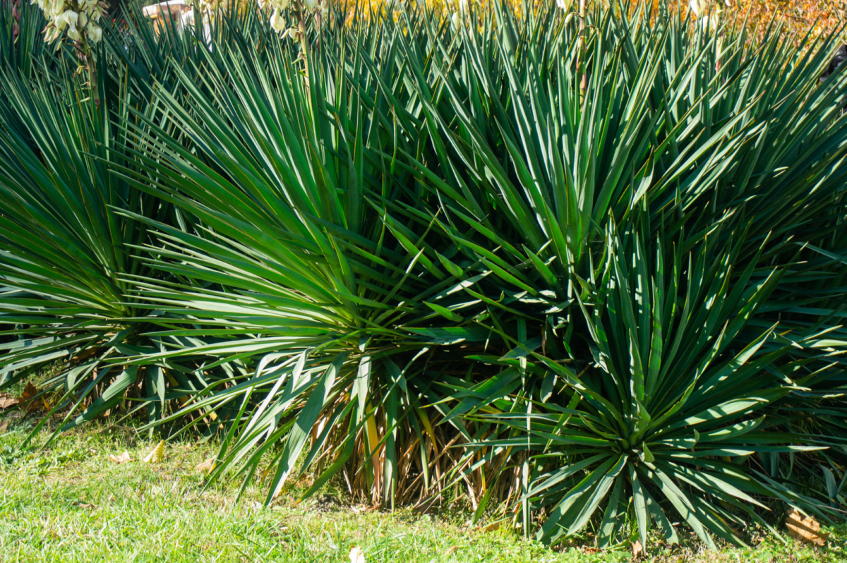 outdoor yucca plants