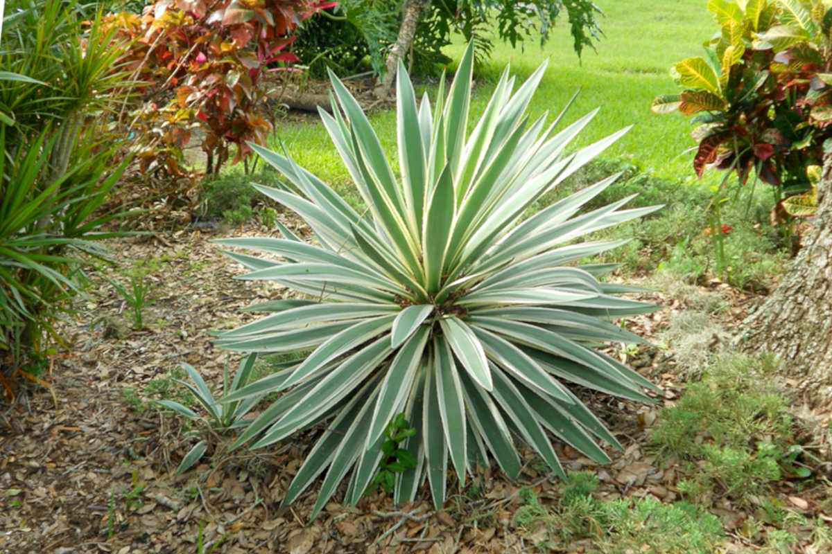 outdoor yucca plants