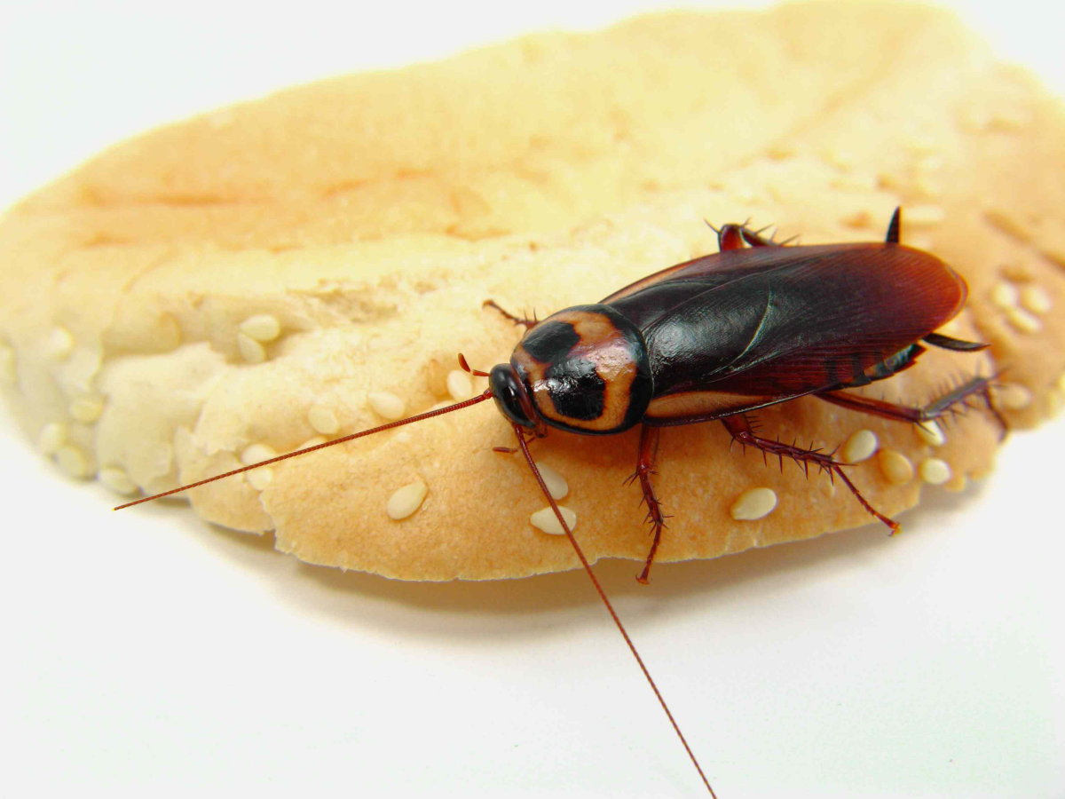 palmetto bug on food