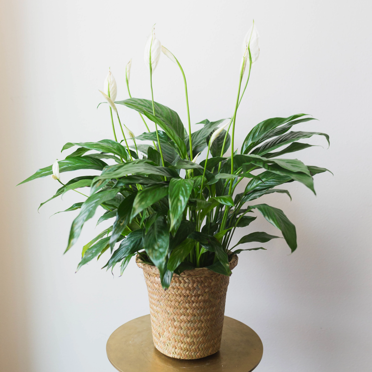 peace lily benefits