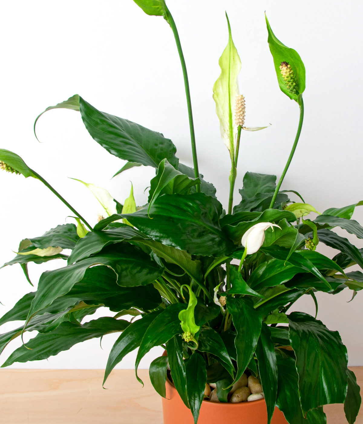 peace lily water plant.jpg
