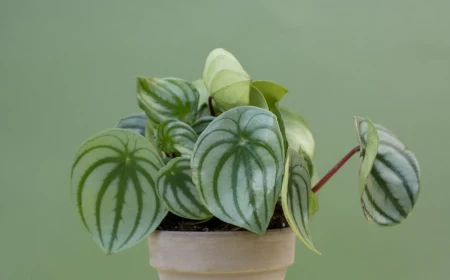 peperomia plant toxic to cats
