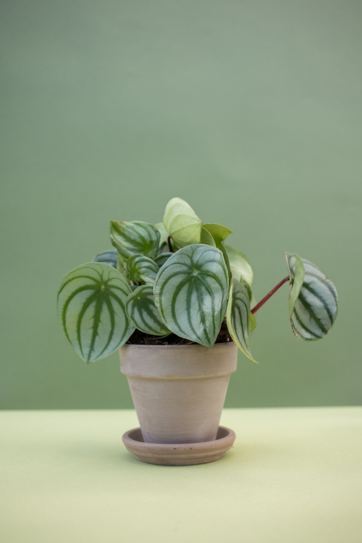 Peperomia Perfection: Your Guide to Nurturing This Houseplant