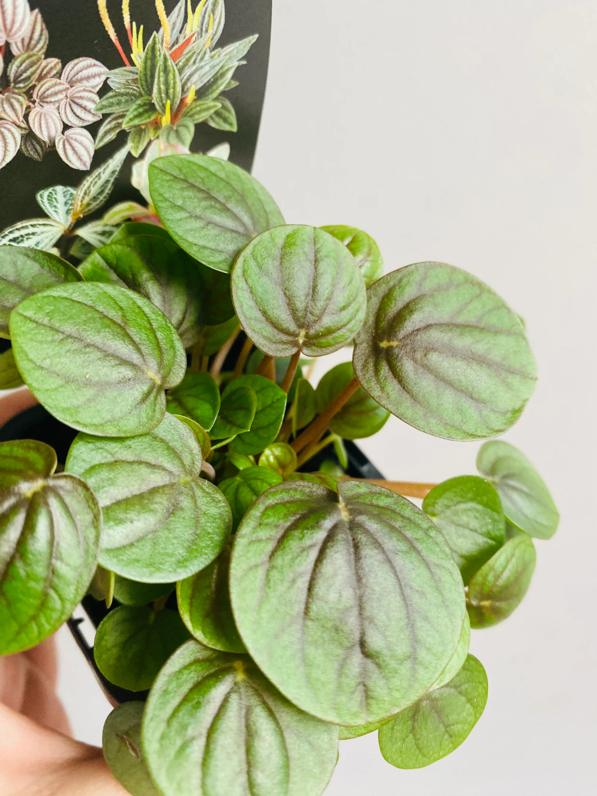 peperomia safe for cats.jpg