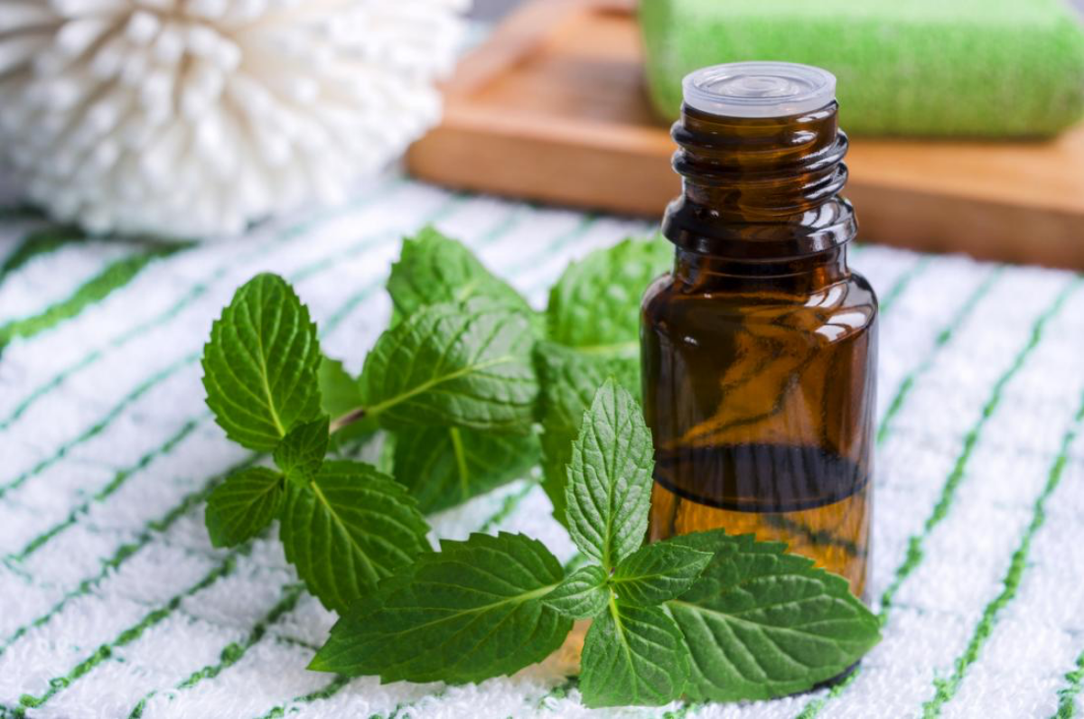 peppermint oil with fresh peppermint