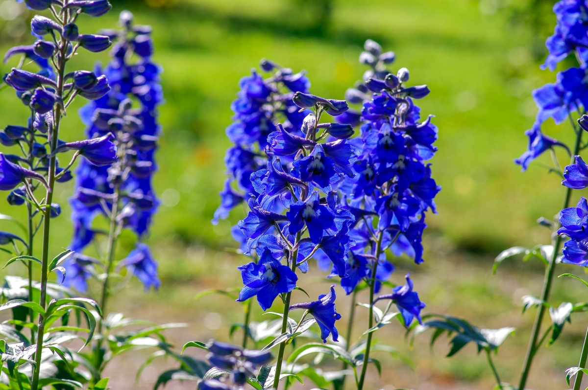 perennial little blue flowers