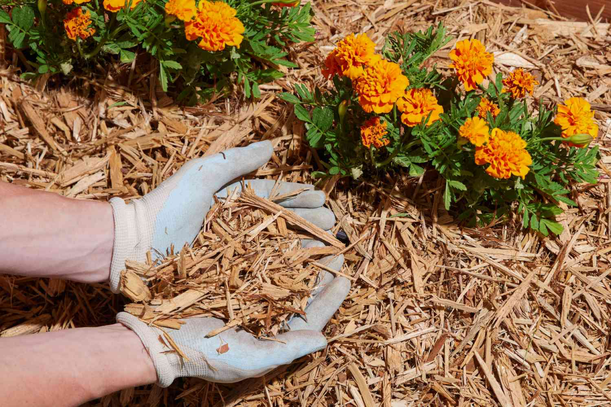 person holding mulch in hands