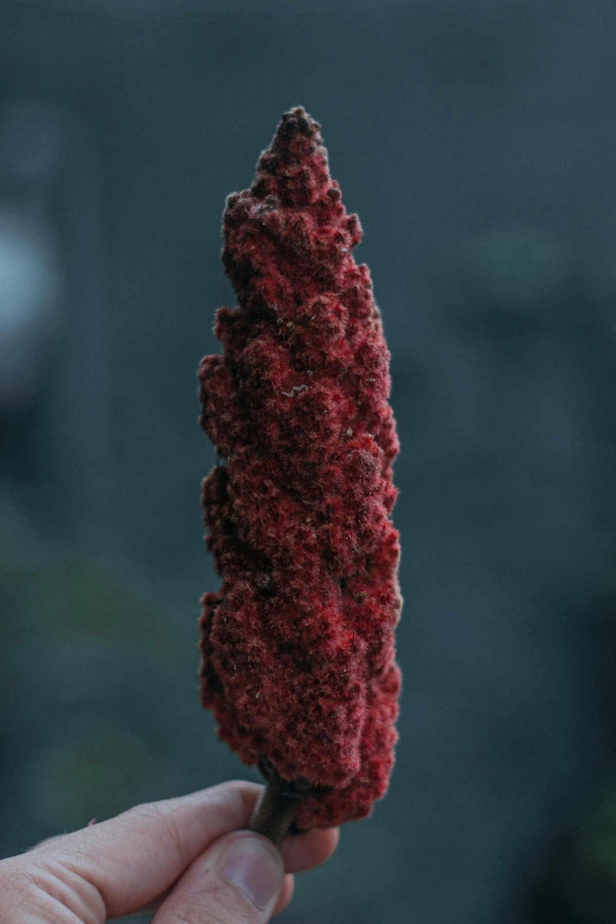 person holding staghorn sumac
