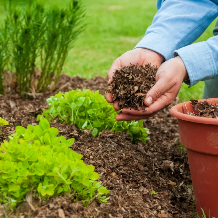 person mulching garden