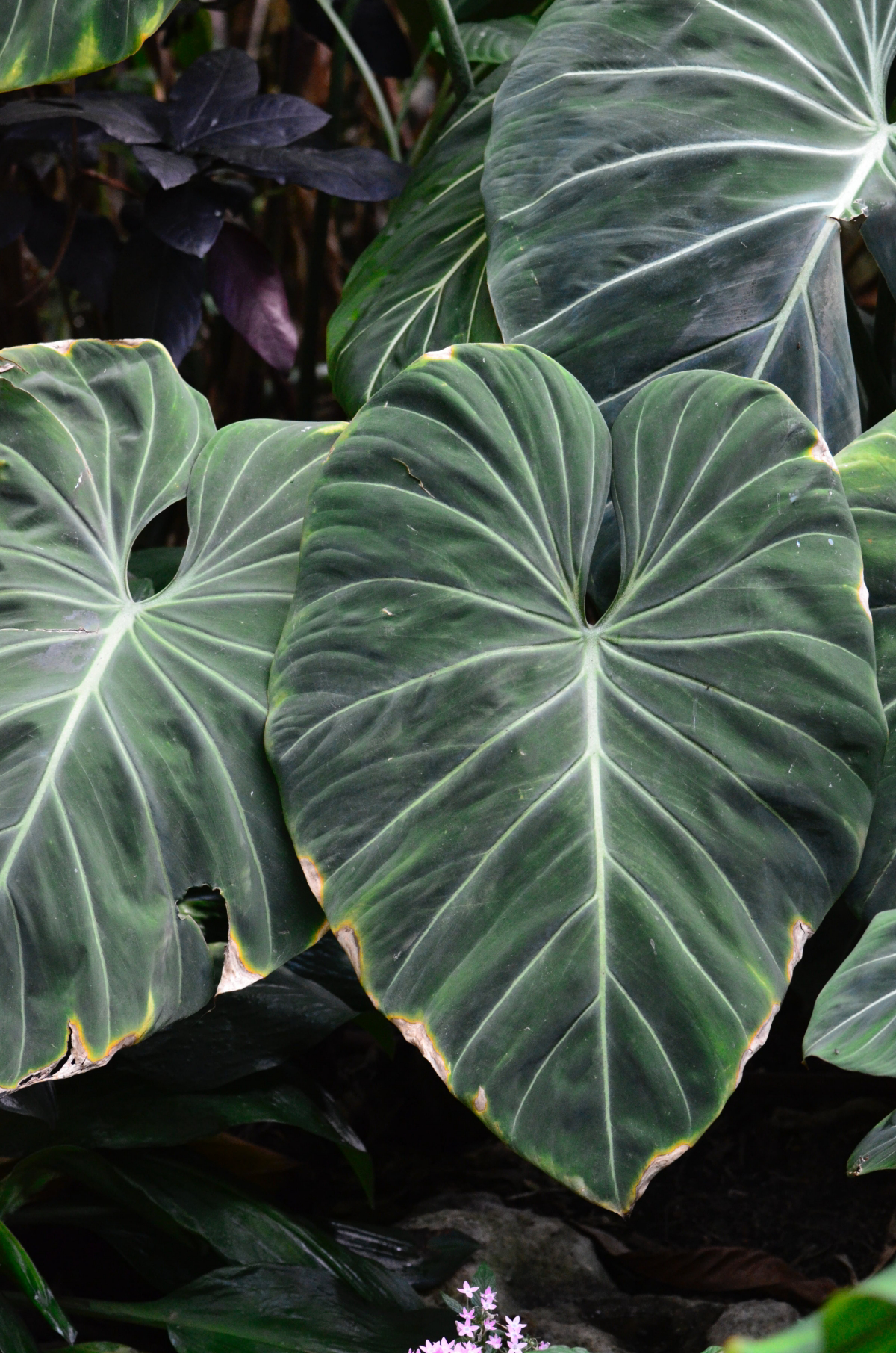 philodendron gloriosum large