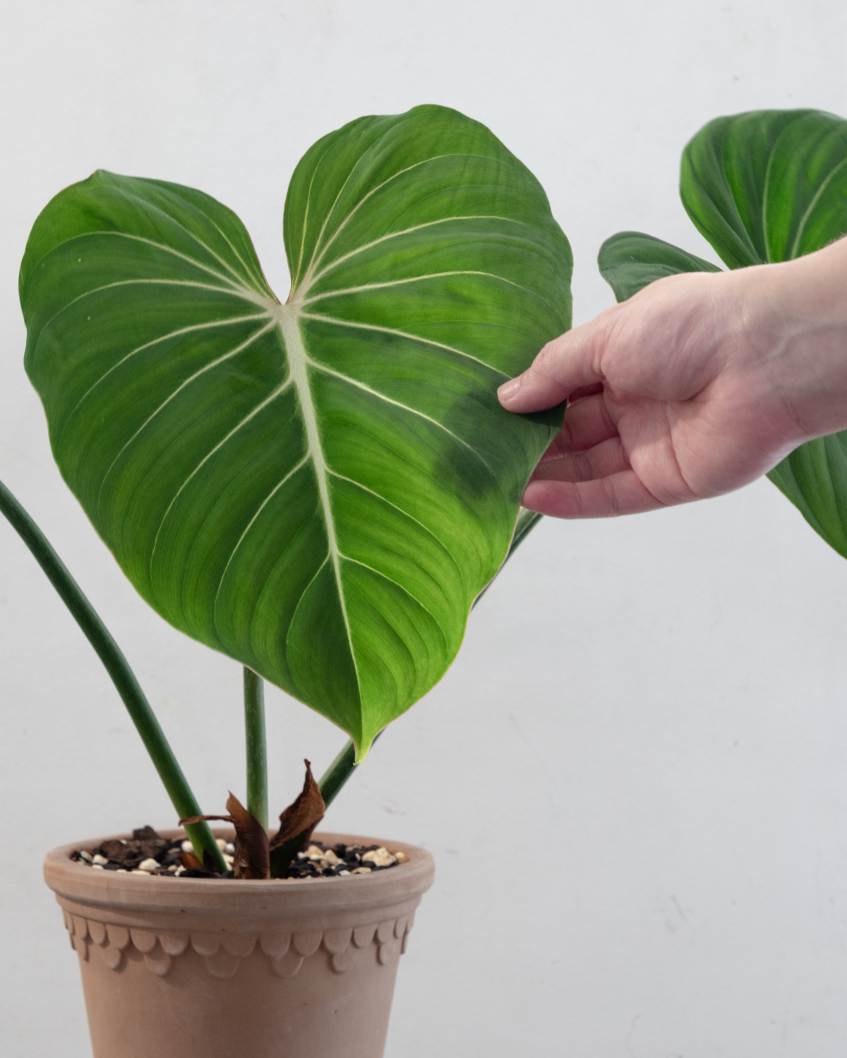 philodendron gloriosum light requirements