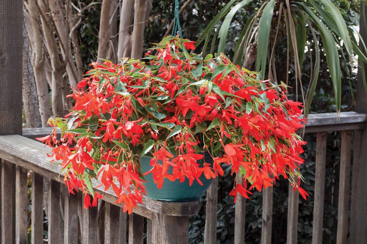 pictures of weeping begonias