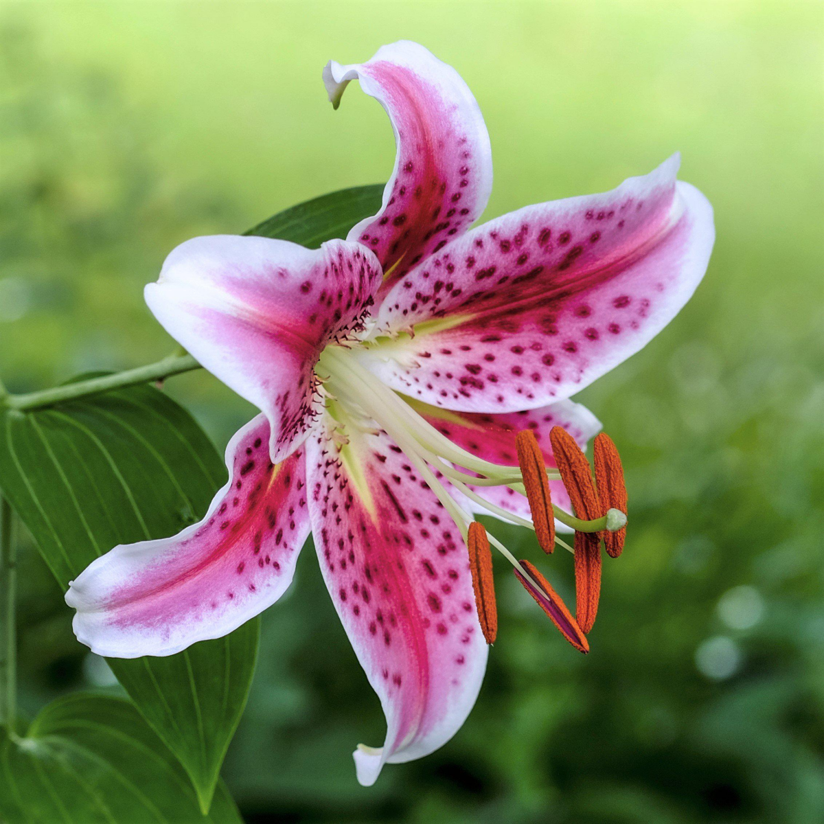 pink and white stargazer lily