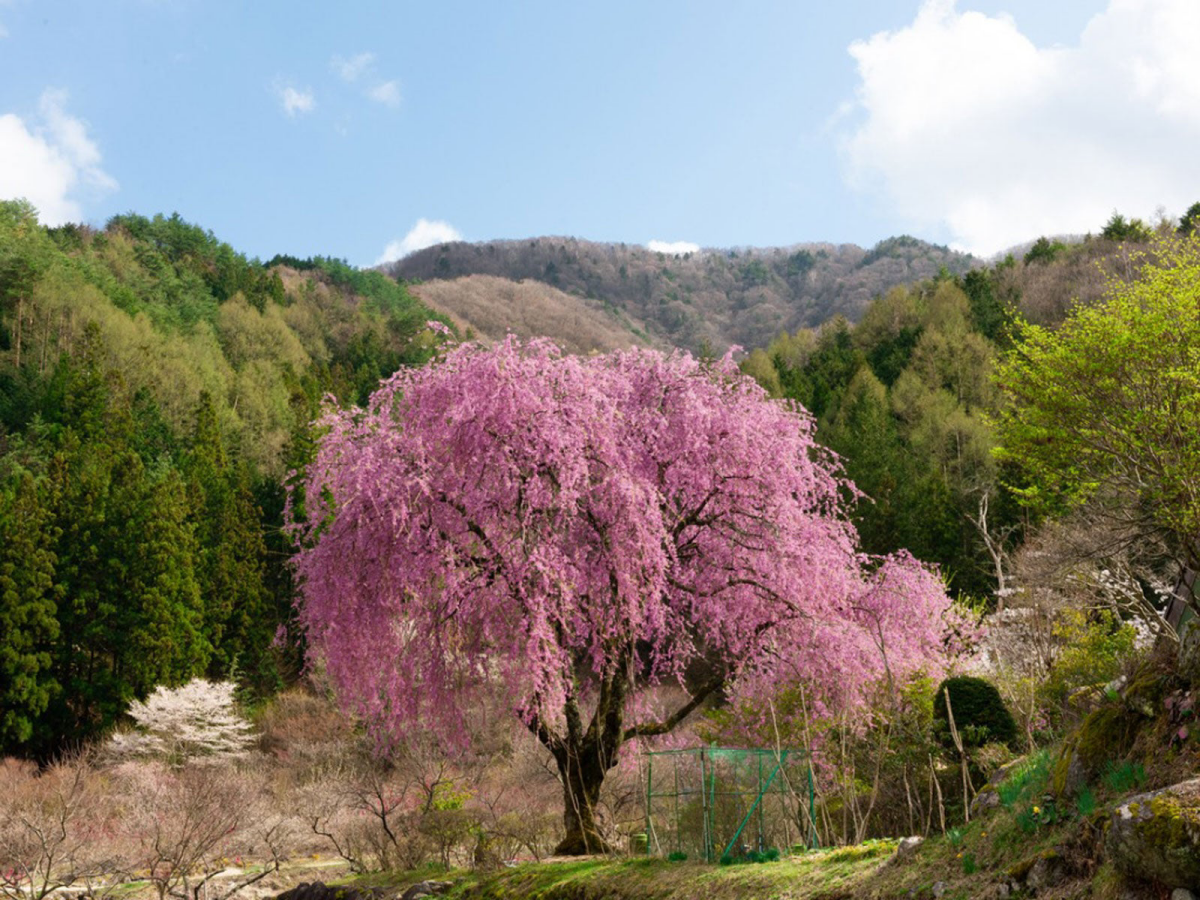 pink cherry tree in between green trees