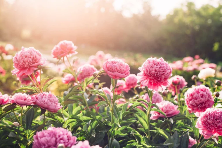 pink flowers garden full of pink peonies