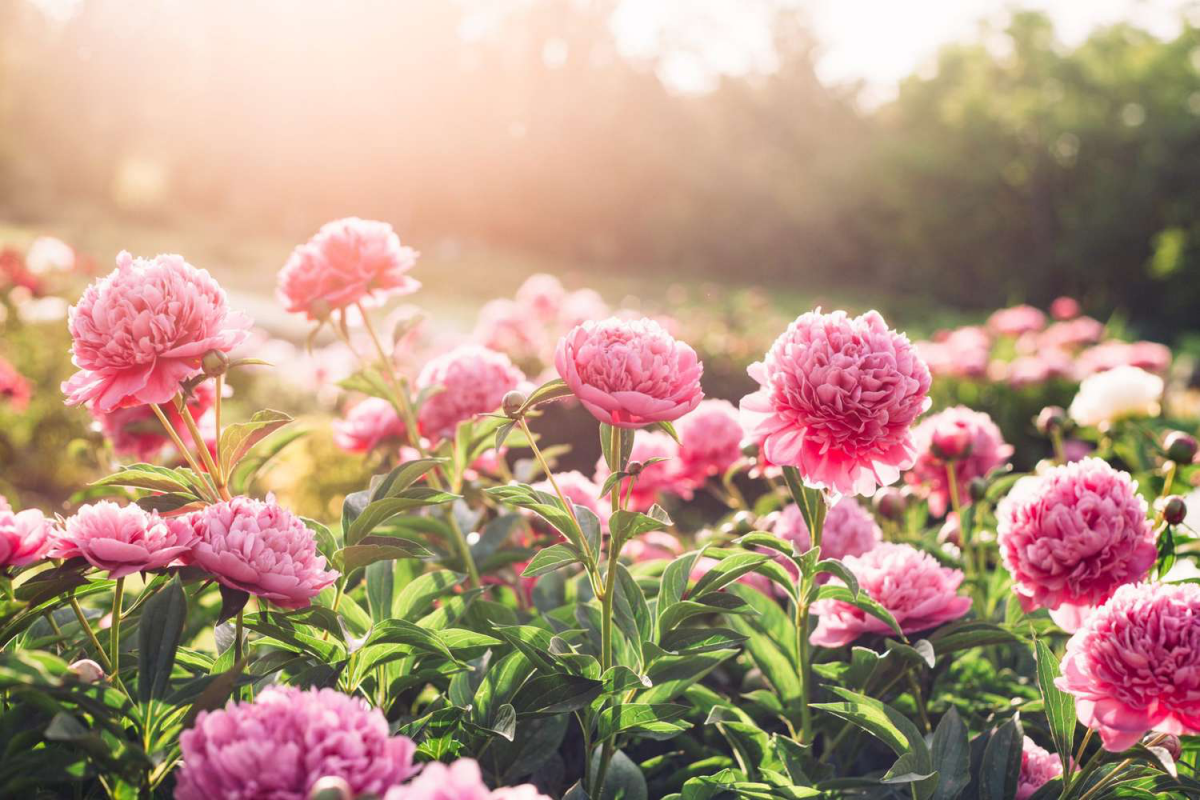 Add A Touch Of Romance To Your Garden! 10 Beautiful Pink Flowers