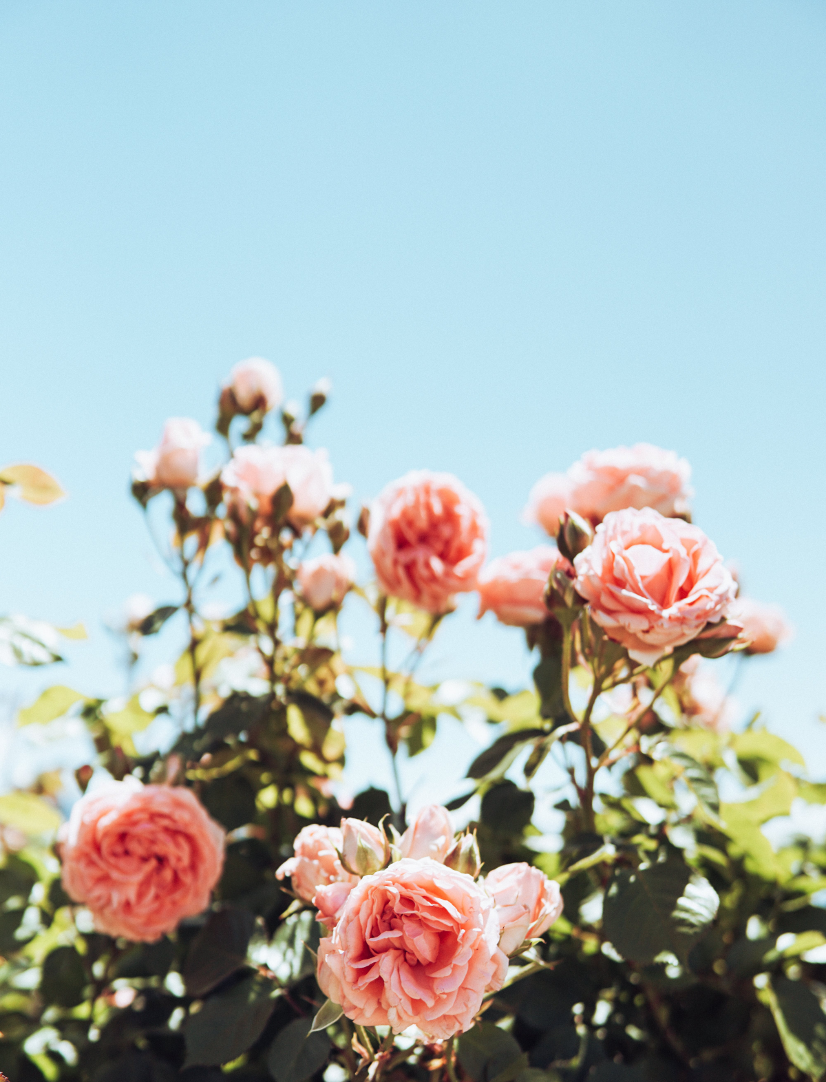 pink flowers in garden roses