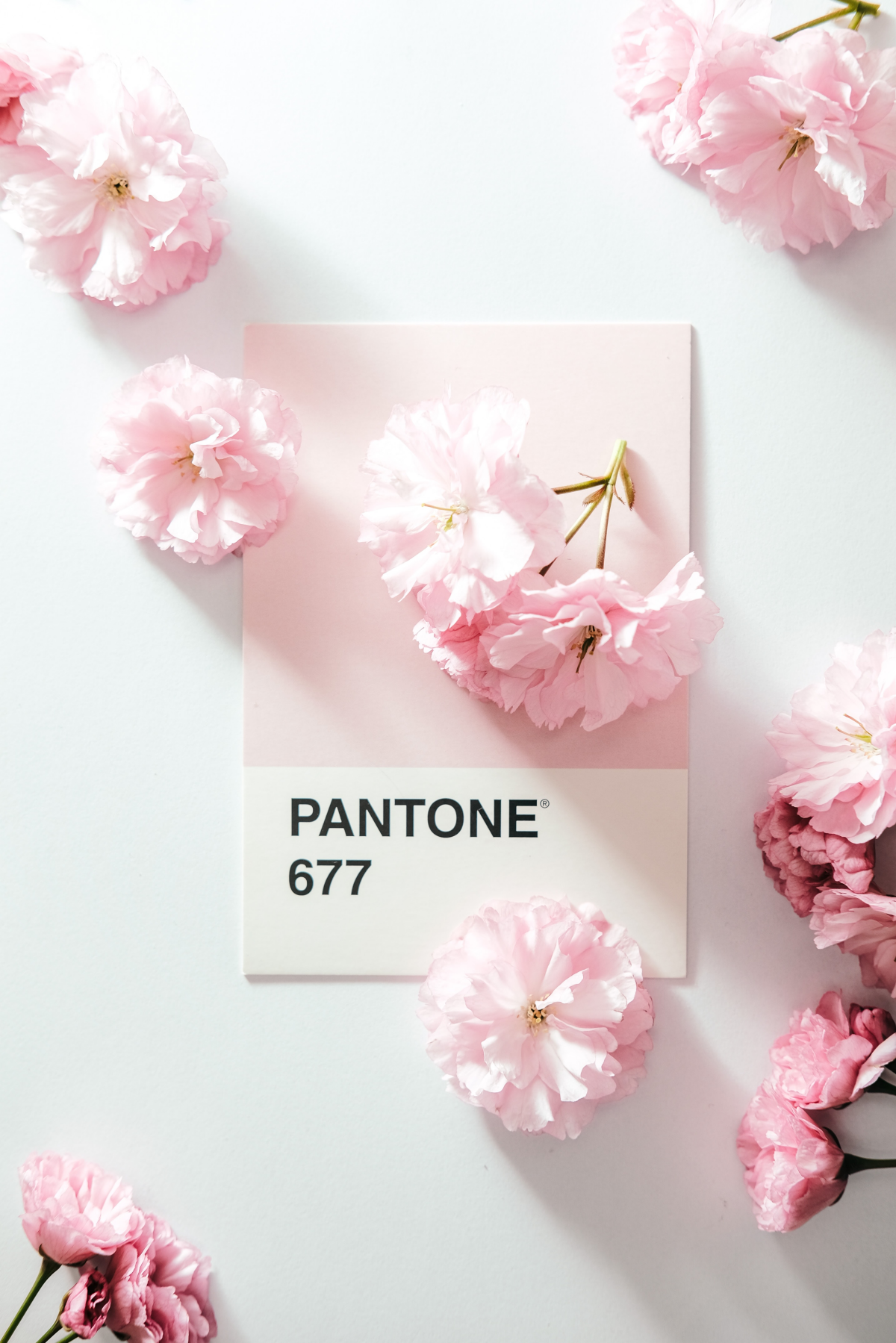 pink flowers with pink pantone