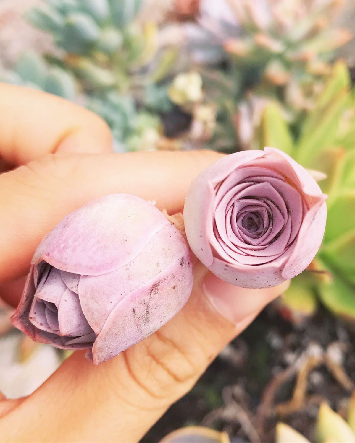 pink roses succulents