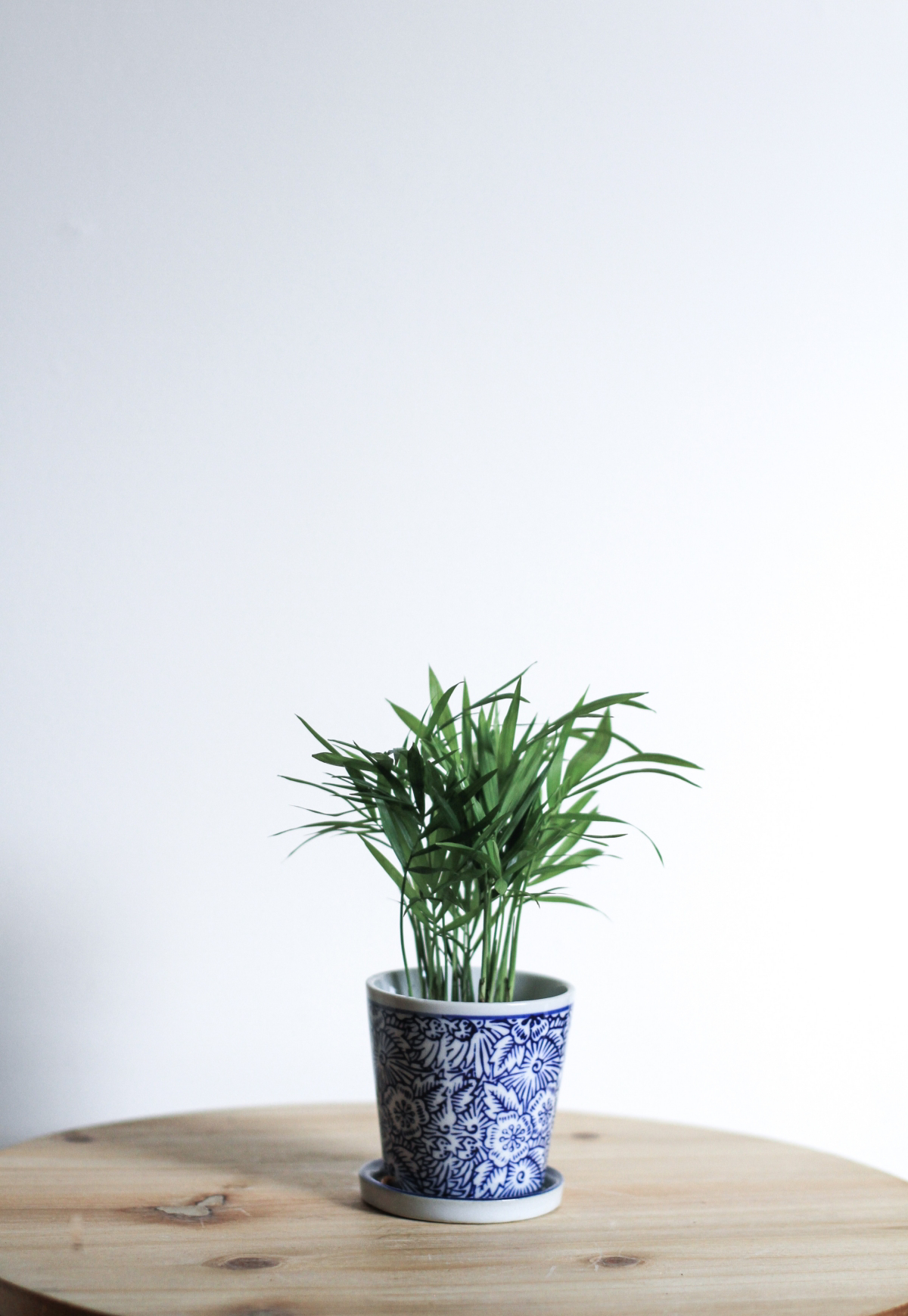 plant pot for bamboo