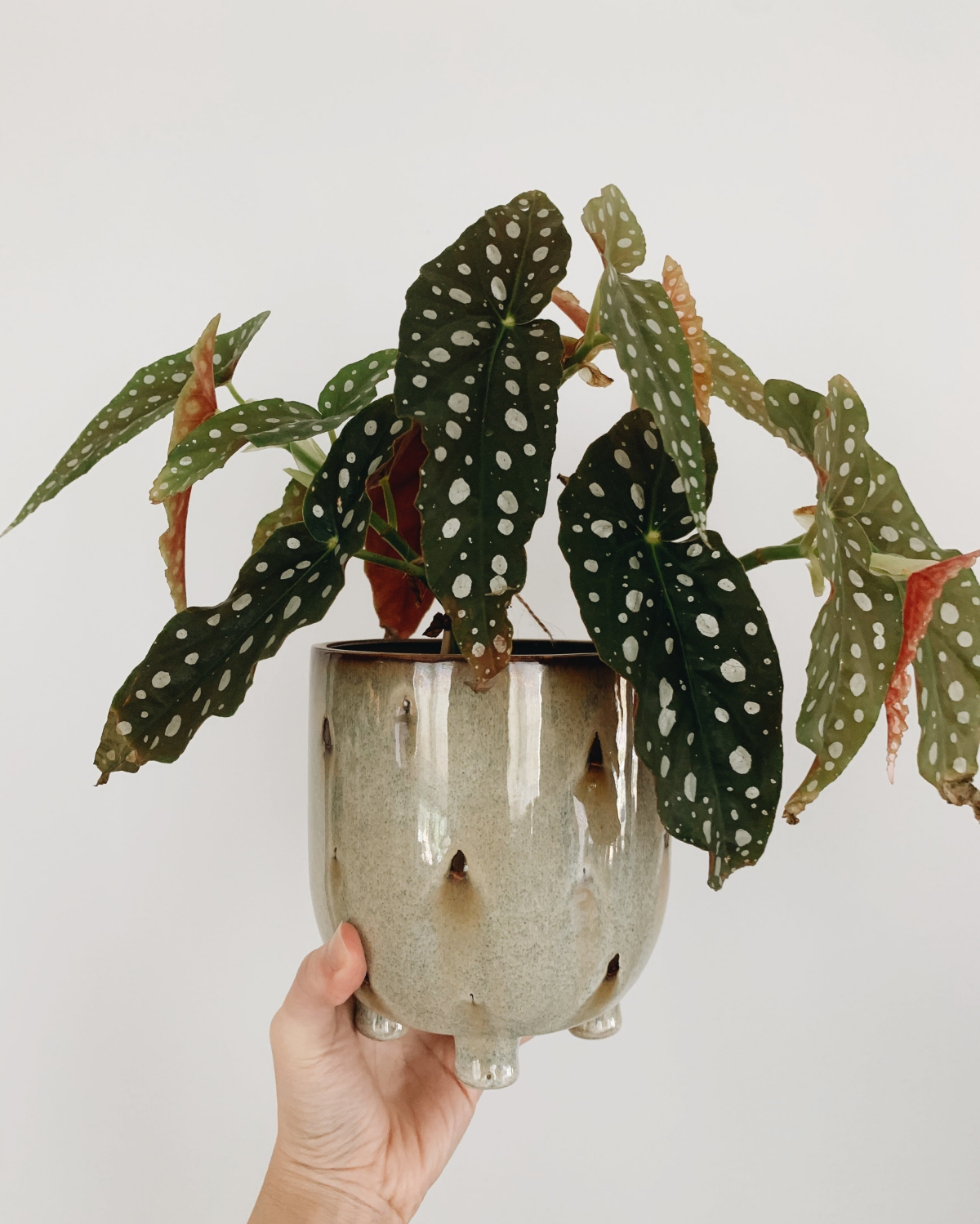 polka dot begonia care indoors tips