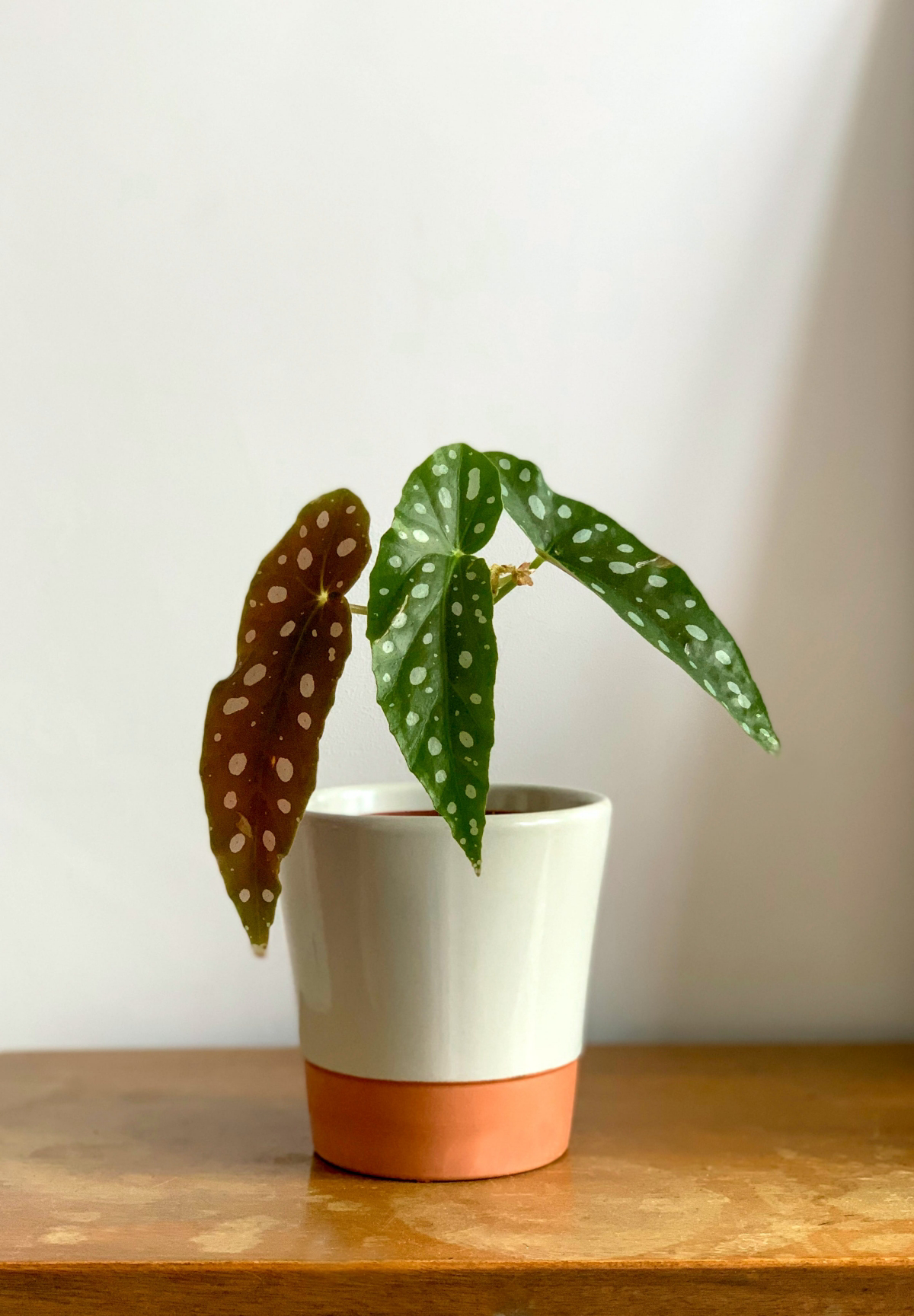 polka dot begonia care indoors