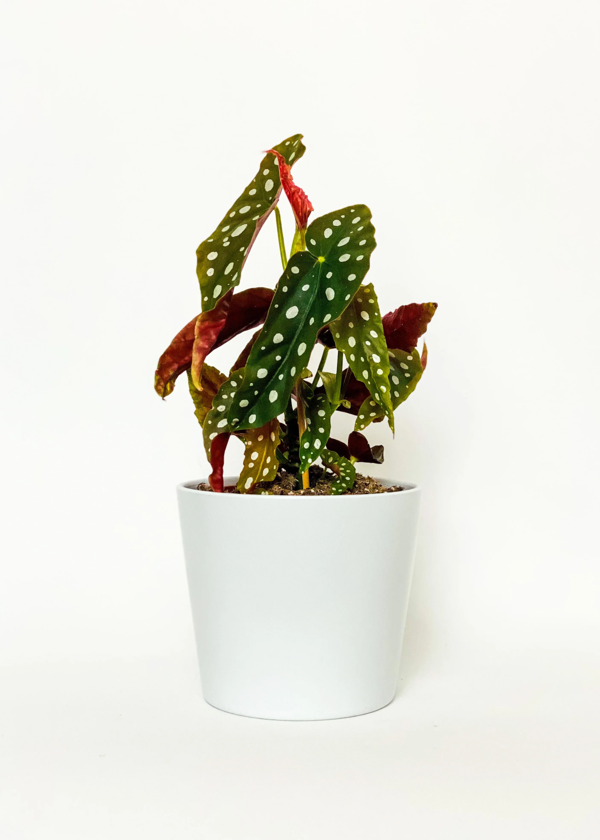 polka dot begonia light requirements.jpg