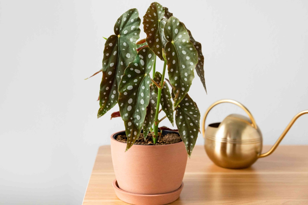 polka dot begonia plant care