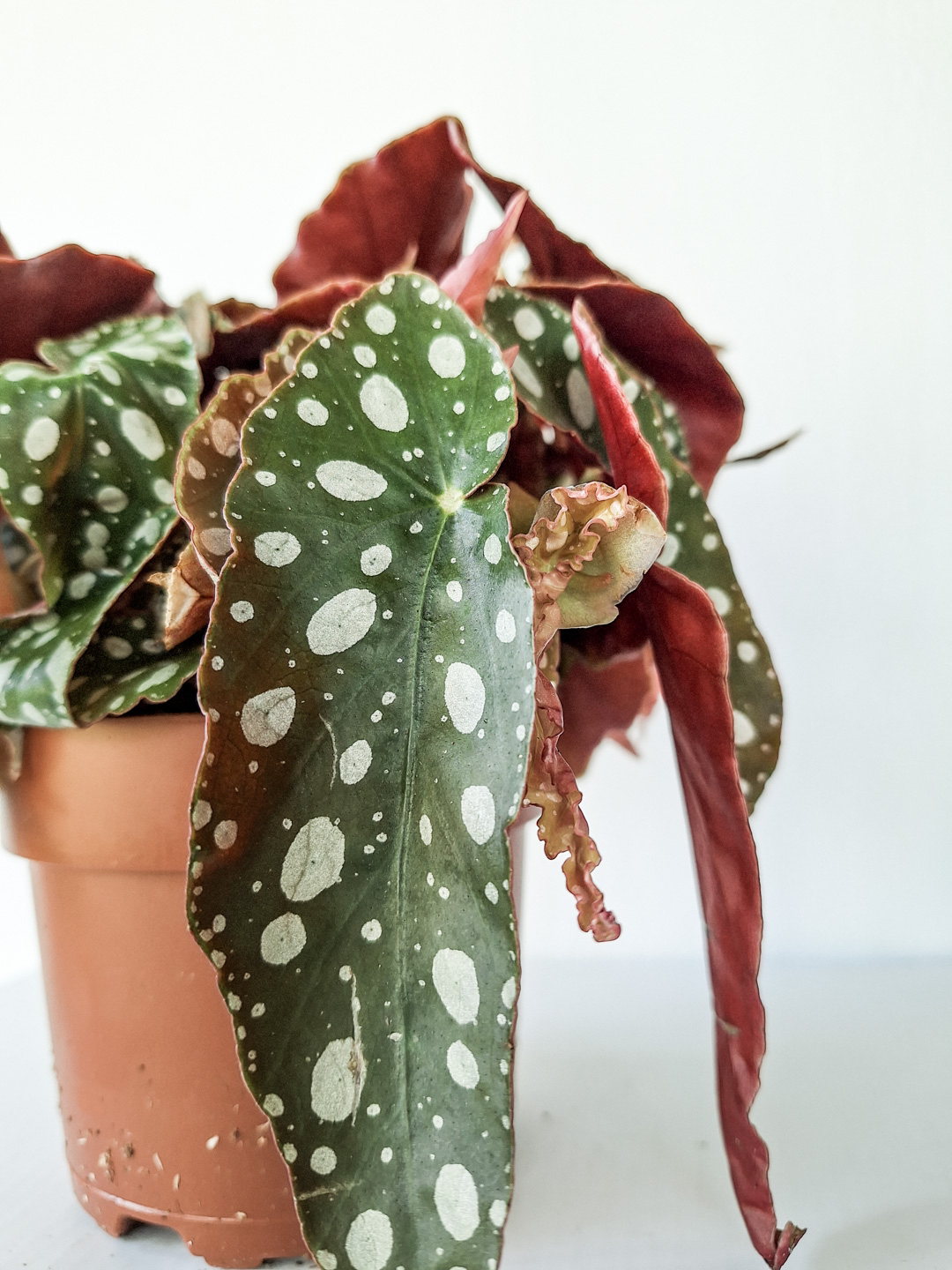 polka dot begonia propagation