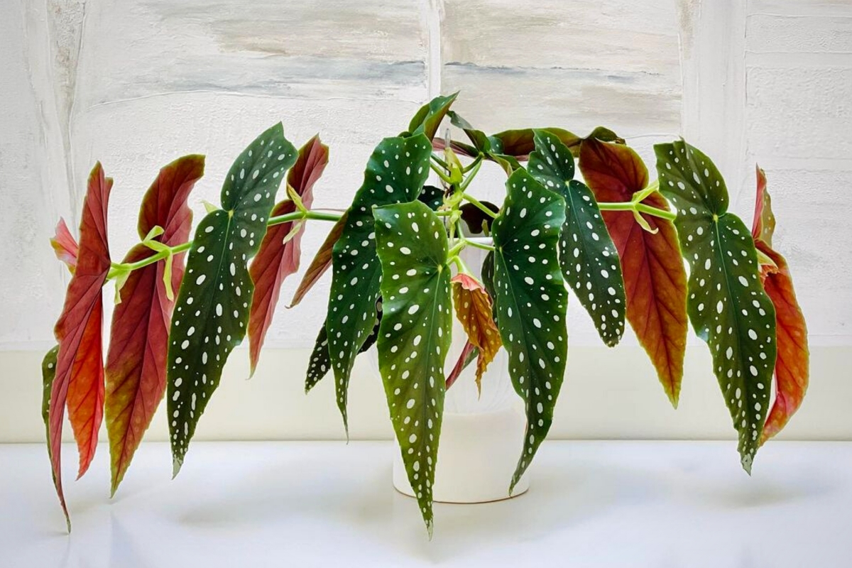 polka dot begonia watering