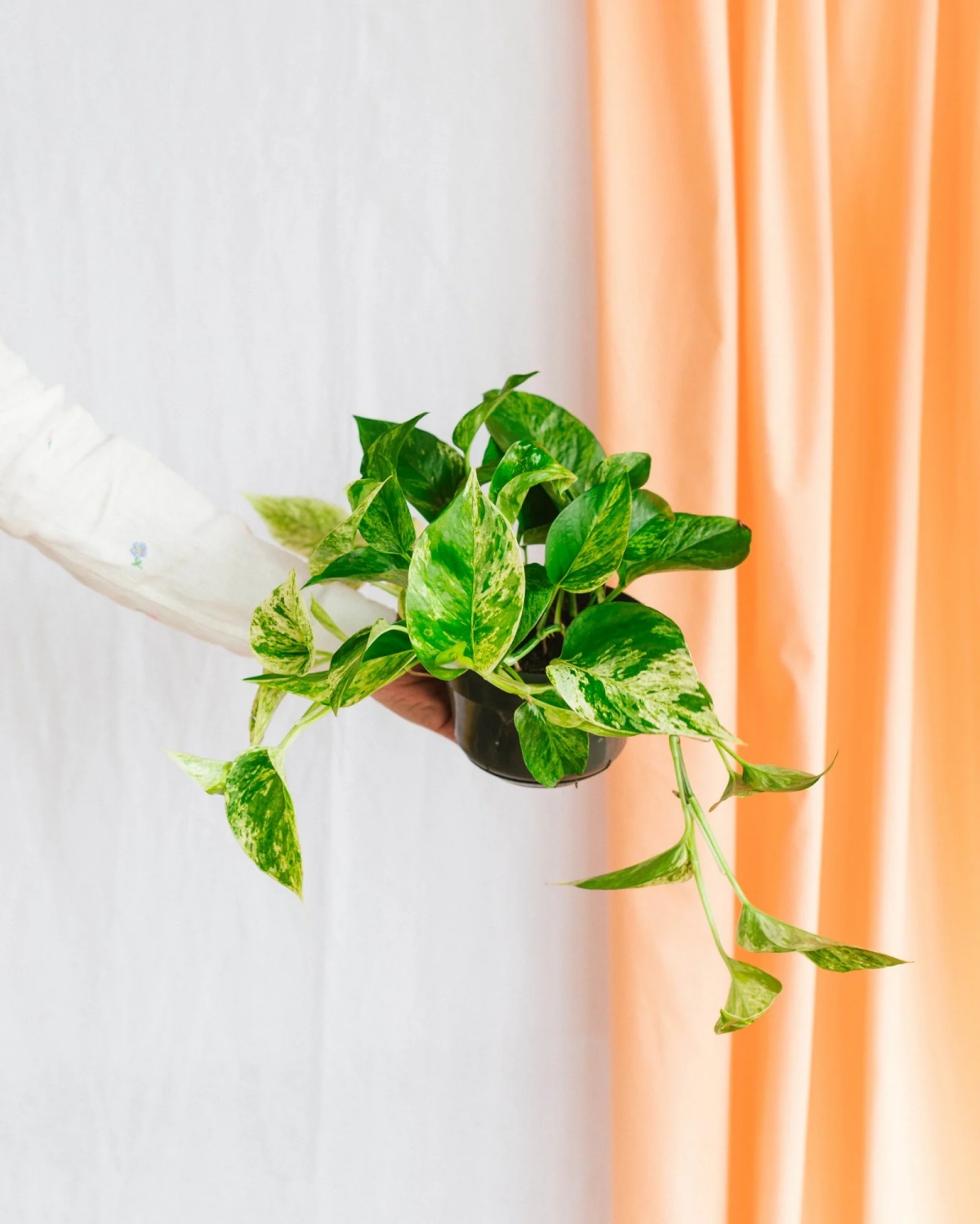 The Beauty of The Marble Queen Pothos: Care Tips & Tricks