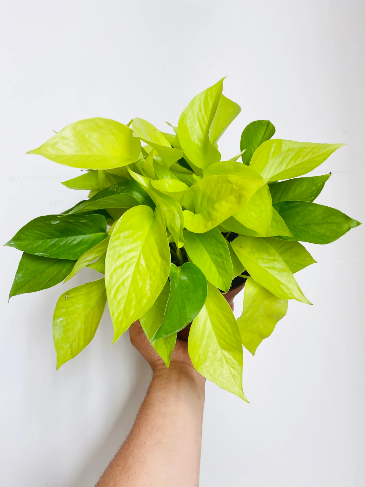 pothos neon plant.jpg