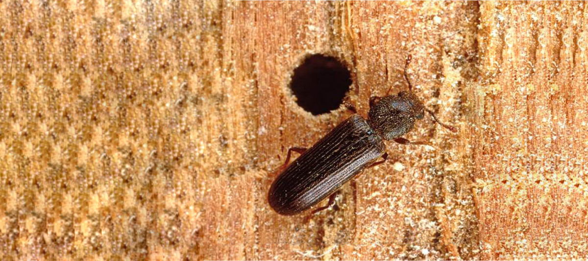 powderpost beetle on wood