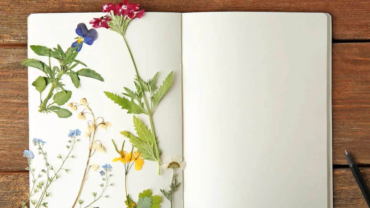 pressed flowers in a white notebook