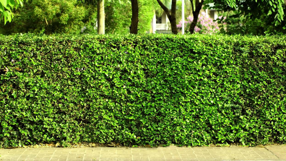 privacy fence ideas living green shrub fence