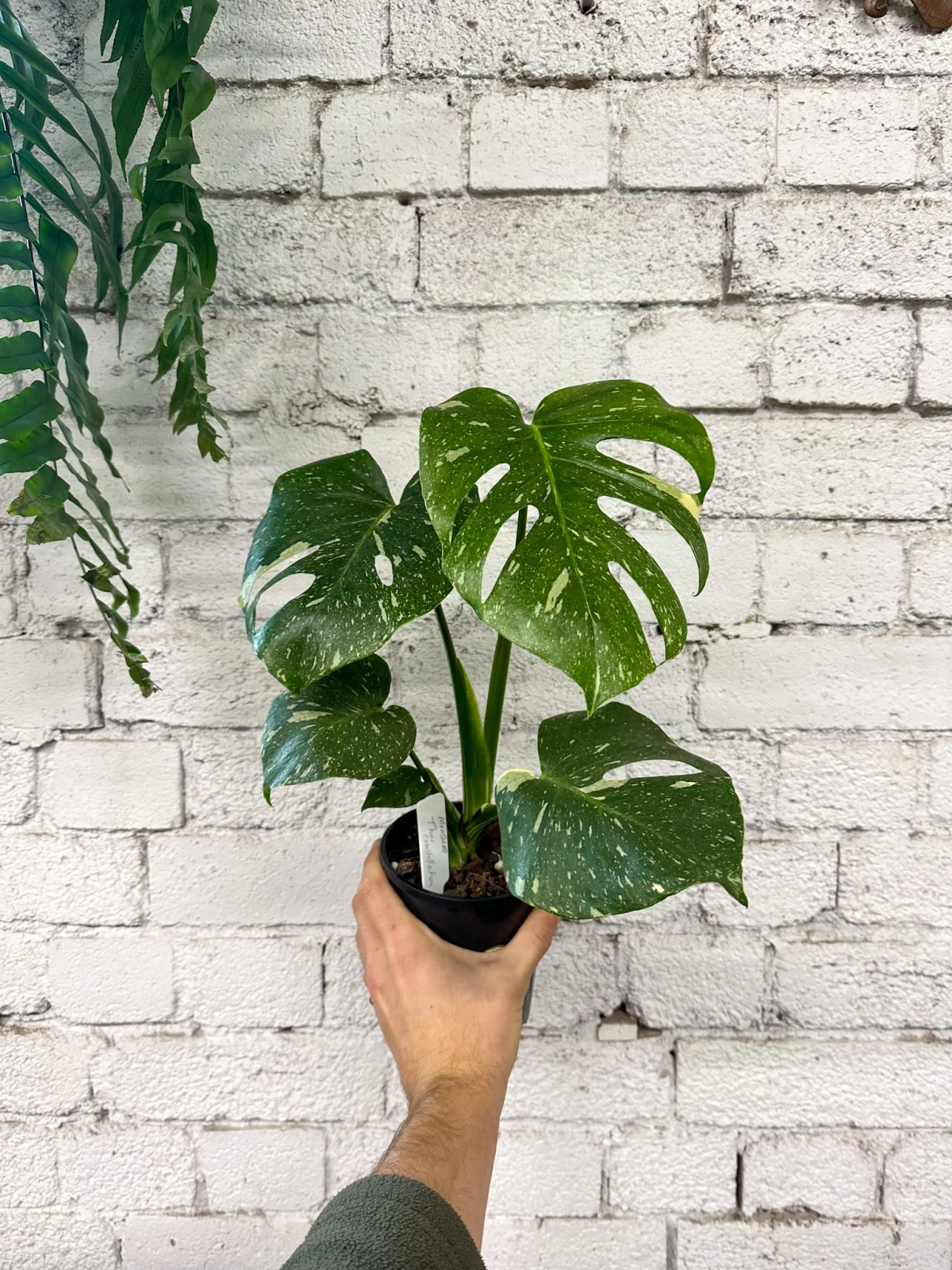 propagate monstera thai constellation.jpg