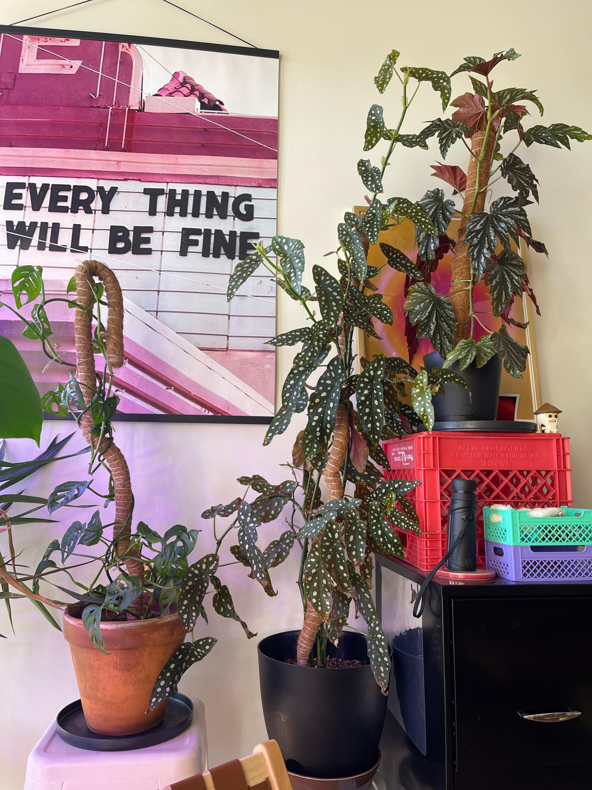 propagate polka dot begonia