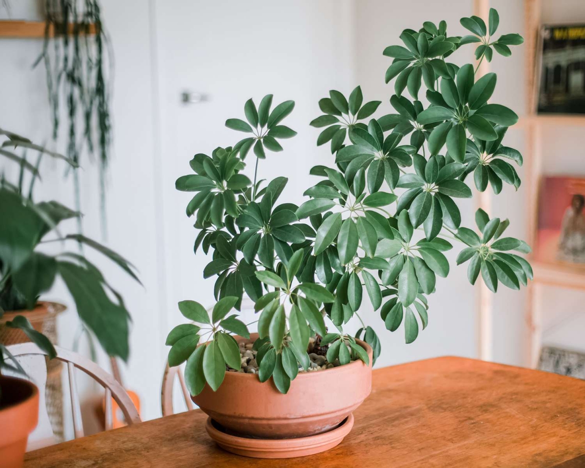 Caring For a Thriving Indoor Dwarf Umbrella Tree: Tips & Tricks