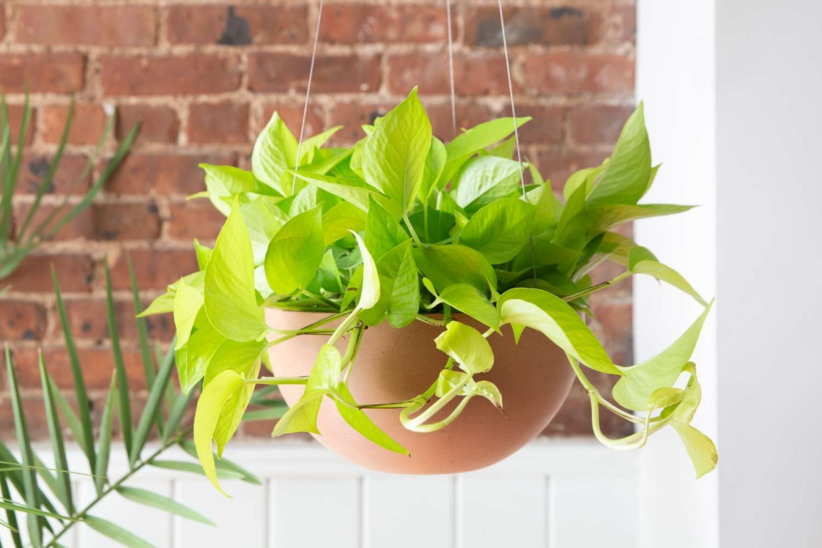 propagating neon pothos