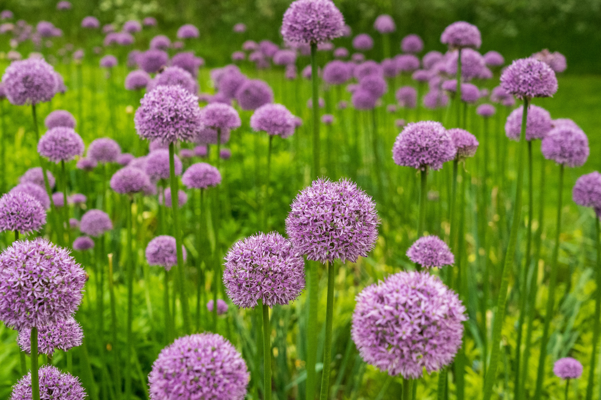 purple allium flowers in garden