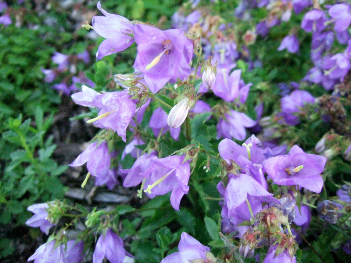 purple flowers purple bellflowers in garden