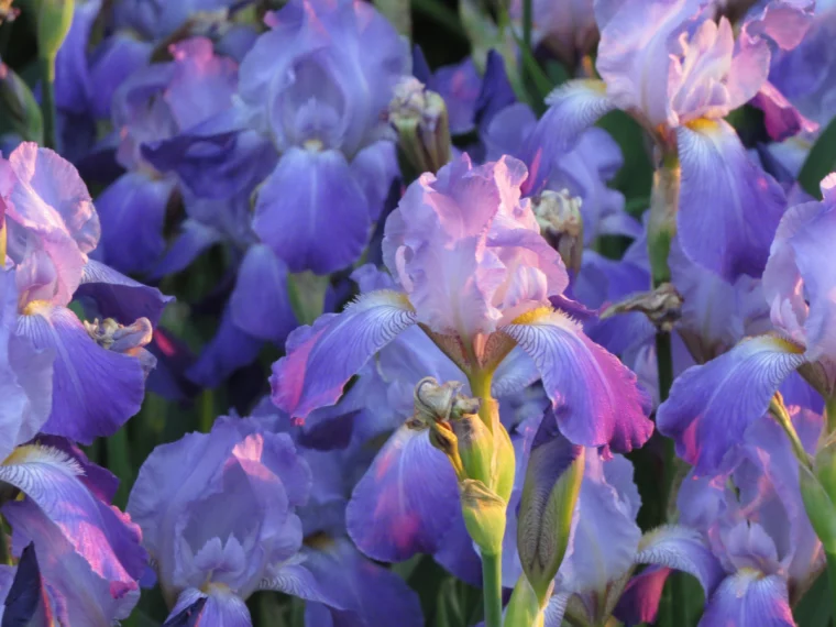 purple irises in garden