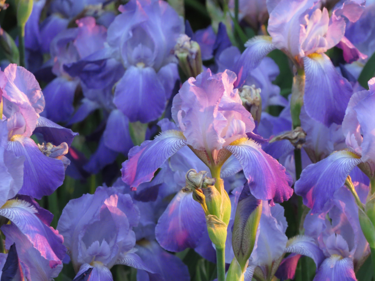 purple irises in garden