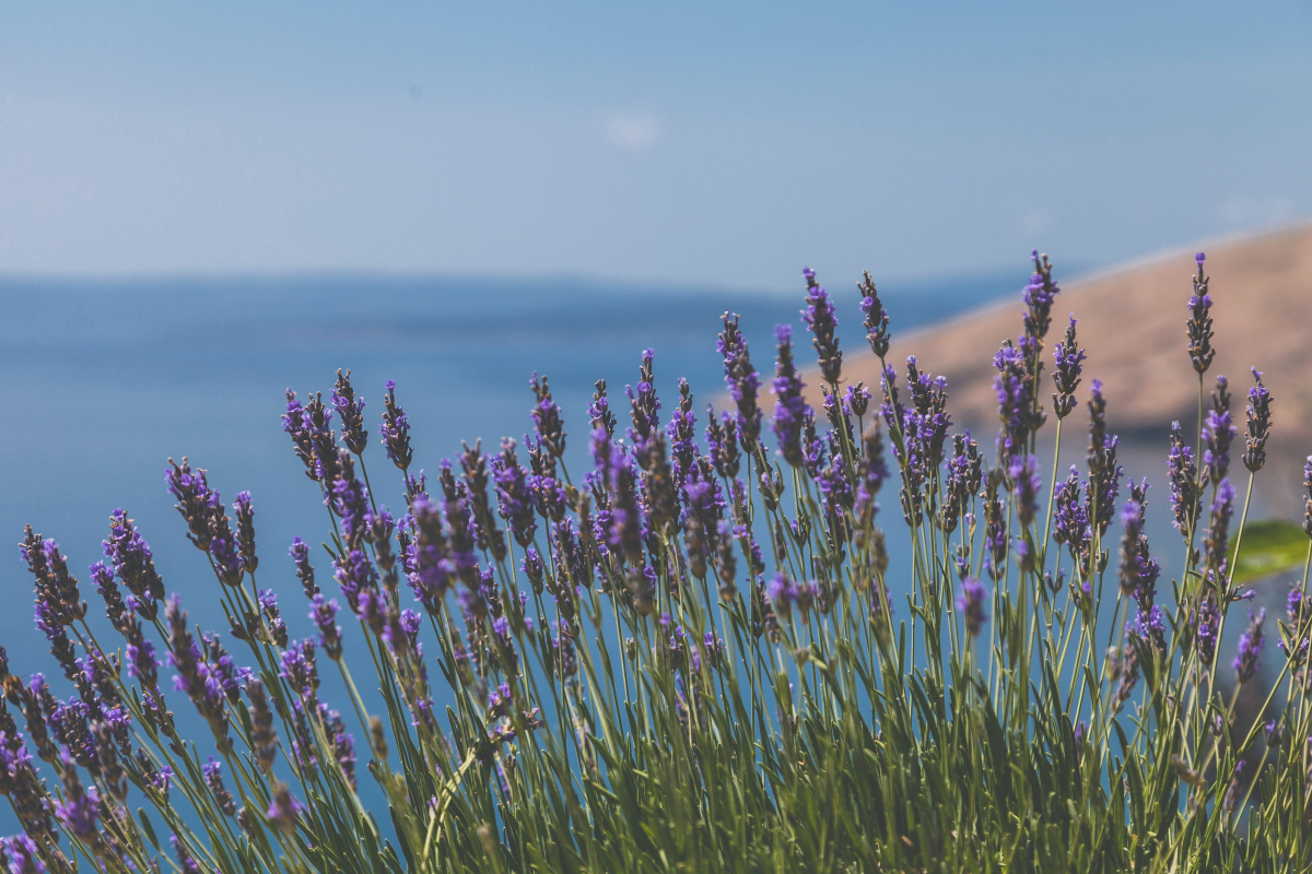 purple lavender plant near sea side