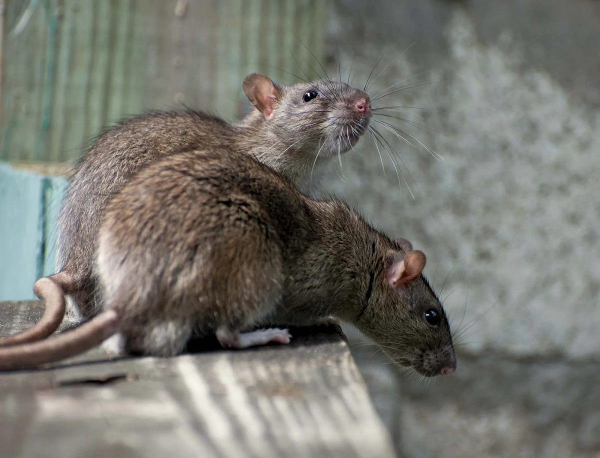 rat traps two gray rats