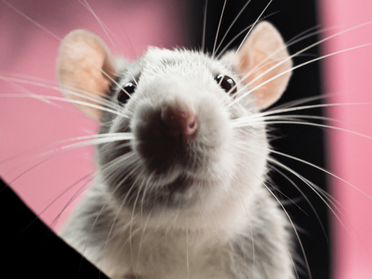 rat white up close