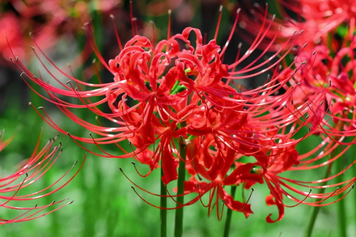 red spider lily benefits